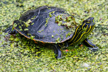 Obraz premium Painted Turtle in a pond