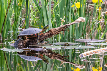 Painted Turtle on a log in a pond