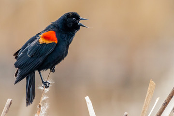 Male Red-winged Blackbird on a cattail 