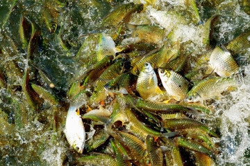 barb in the pond , Silver barb, java barb are struggling to eat food in the pond.