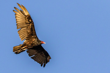 Turkey Vulture flying through the air