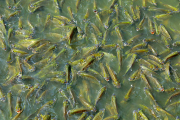 barb in the pond , Silver barb, java barb are struggling to eat food in the pond.
