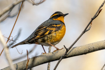 Varied Thrush on a branch