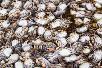 close up pickled crab for Thai food ingredient, Salted crab, market in thailand.