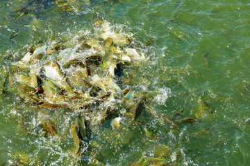 barb in the pond , Silver barb, java barb are struggling to eat food in the pond.