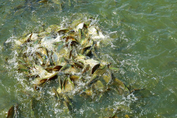 barb in the pond , Silver barb, java barb are struggling to eat food in the pond.