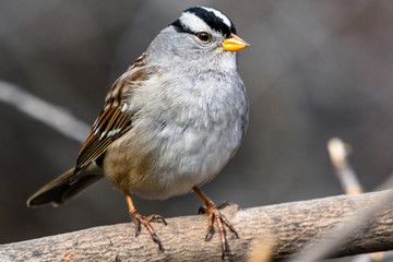 Male White-crowned Sparrow on a branch