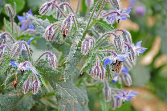 flowering borage with honey bee