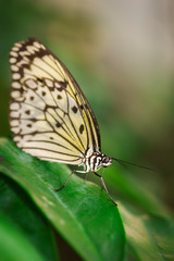 Schmetterling_Idea leuconoe_Weiße Baumnymphe