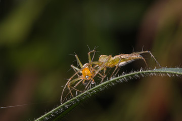 female lynx spider biting male lynx spider on green leaf/Oxyopidae