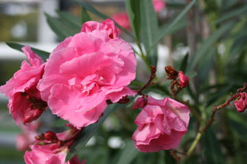 Oleander pink