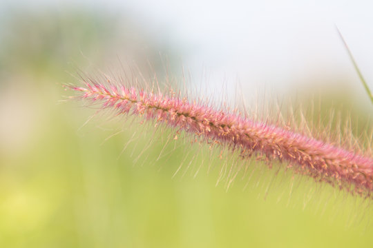 macro closeup leaf flower pink grass and blur field background .
