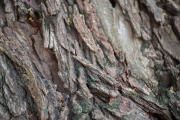 Texture and natural pattern of tree trunk.