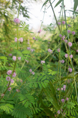 closeup flower grass and blur field background .