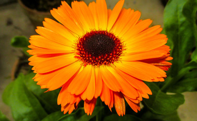 Orange color Calendula Flower on green background
