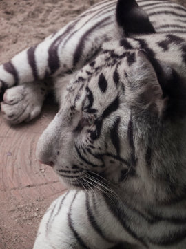 White tiger 