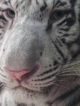 White tiger 