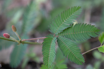 Sensitive plant or mimosa pudica