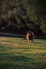 An Scottish Highlander