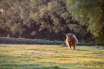 An Scottish Highlander