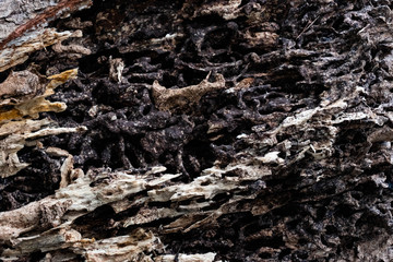 Close up texture and structure the termite nests in decaying trunk of the old falling tree