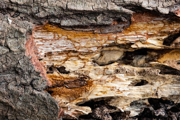 Close up texture and structure the termite nests in decaying trunk of the old falling tree