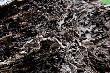 Close up texture and structure the termite nests in decaying trunk of the old falling tree