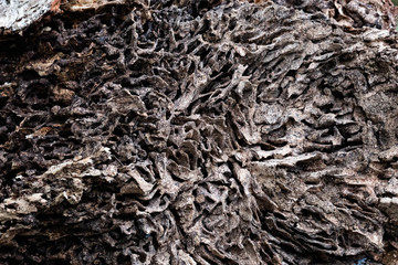 Close up texture and structure the termite nests in decaying trunk of the old falling tree