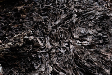 Close up texture and structure the termite nests in decaying trunk of the old falling tree