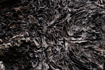 Close up texture and structure the termite nests in decaying trunk of the old falling tree