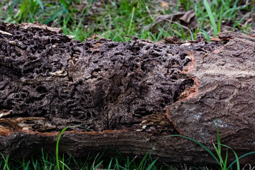 Close up texture and structure the termite nests in decaying trunk of the old falling tree