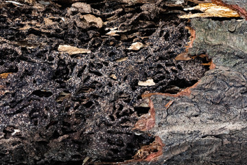 Close up texture and structure the termite nests in decaying trunk of the old falling tree
