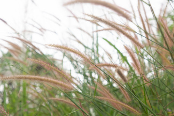 macro closeup leaf flower pink grass and blur field background .