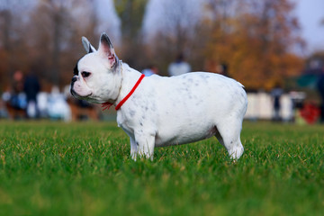 Dog breed French Bulldog