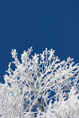 Frosty branches on a clear blue sky - 238666023