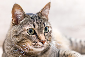 a portrait of a cute cat at home