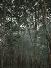 Fototapeta premium Sometimens quiet is violenece