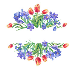 Spring Beautiful Tulips,violet crocus or saffron on white background.Watercolor illustration.Greeting card