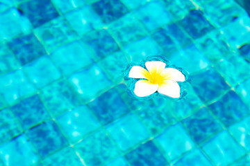 Tropical white flower (plumeria) is floating in pool. Copy space.