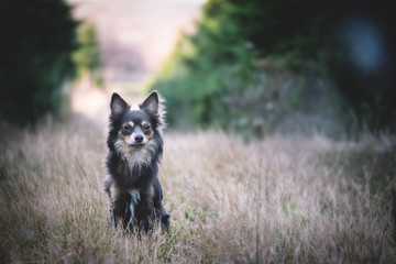 Portrait Hund zwergpinscher Chihuahua in der Natur im Wald auf dem Feld im Winter Herbst mit Bäumen im Hintergrund