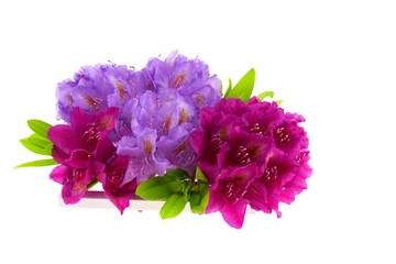 Rhododendron bright lilac and pink flowers isolated on white background. top view, copy, space 