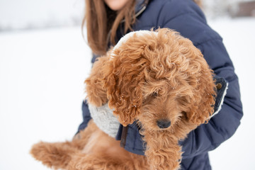 Dog being held by owner