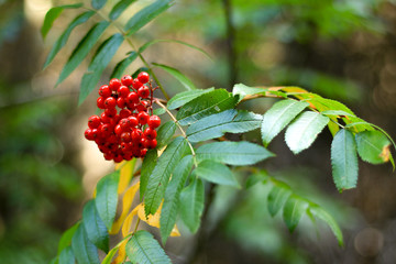 Plant with Berries