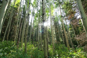 Fototapeta na wymiar Aspen Forest