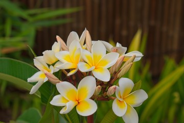 Closeup of frangipani or plumeria flower