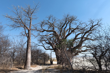 Fototapeta na wymiar Baines baobab from Nxai Pan National Park, Botswana