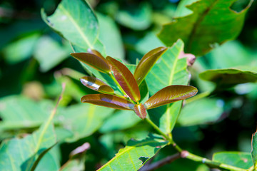 green leaves of a tree