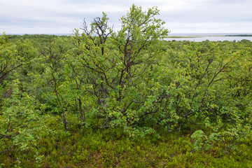 Bolshoy Zayatsky Island. Solovetsky archipelago, White sea, Russia