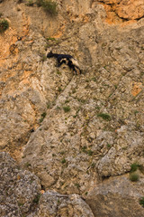 Goat on a vertical cliff at Aradena gorge, island of Crete, Greece