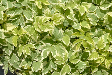 Many variegated leaves of Aegopodium podagraria as natural background.